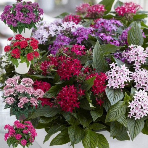 Pentas lanceolata 'Graffiti® F1' mix - Egiptuse tähetrobi 'Graffiti® F1' mix